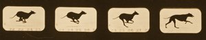 Sequência de imagens da corrida Greyhounds, série &39;Animal Locomotion&39;, c.1881 de Eadweard Muybridge